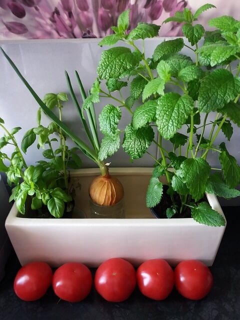 Eco Kitchen ideas - growing herbs inside kitchen